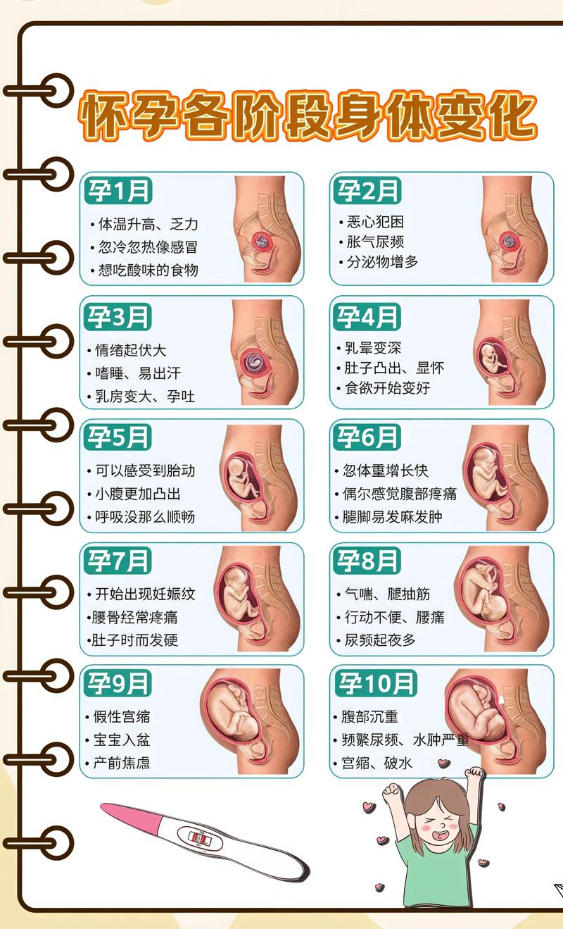 揭秘供卵代孕妈妈怀孕小腹分两节，孕期变化的奥秘杨浦代生机构: